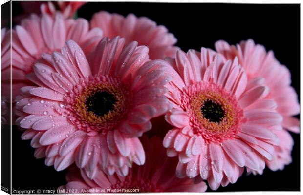 Gerbera Canvas Print by Tracy Hall