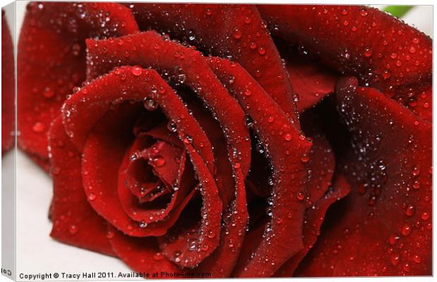 Showered Red Rose Canvas Print by Tracy Hall