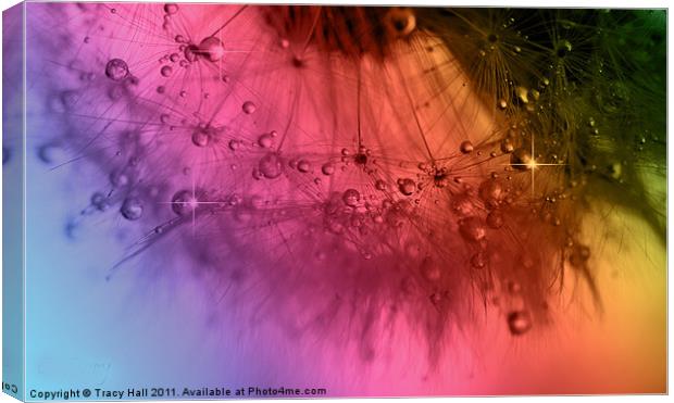 Clockwork Rainbow Dandelion Seed Canvas Print by Tracy Hall