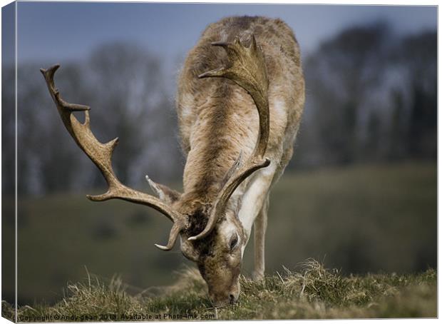 Fallow Deer Canvas Print by Andy dean