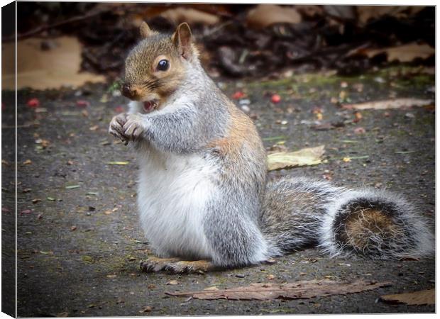 Squirrels breakfast Canvas Print by Andy dean