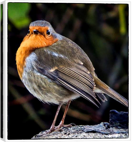 One red robin Canvas Print by Andy dean