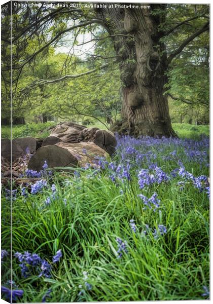  Bluebell Glade Canvas Print by Andy dean