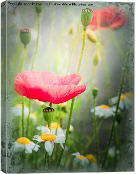 Summer Poppy Canvas Print by Andy dean