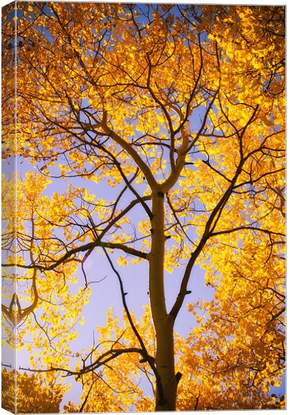 Autumn Glow Canvas Print by John De Bord