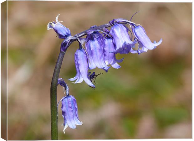 Dusty Bluebell Canvas Print by William Weston