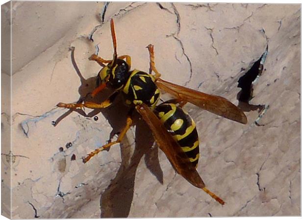 Yellow Jacket (Wasp) Canvas Print by Barbara Schafer