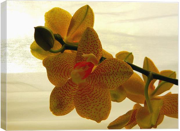 Yellow Orchid Canvas Print by Barbara Schafer