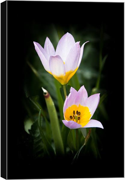 Pastel Pink Tulips Canvas Print by Malcolm Wood
