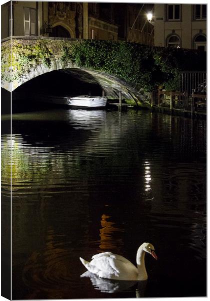 Swan In Bruges Canvas Print by Malcolm Wood
