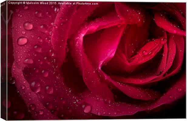  Rain On A Rose Canvas Print by Malcolm Wood