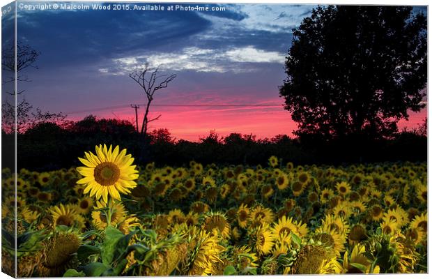  Sunflower Field At Sunset Canvas Print by Malcolm Wood