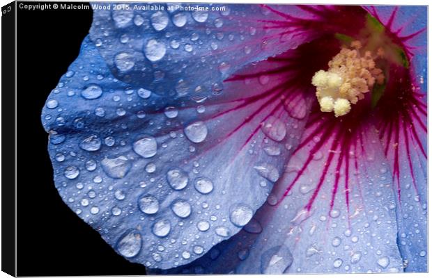  Rain On A Hibiscus Canvas Print by Malcolm Wood