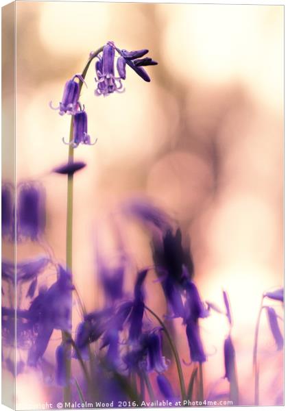 Bluebell At Sunset Canvas Print by Malcolm Wood
