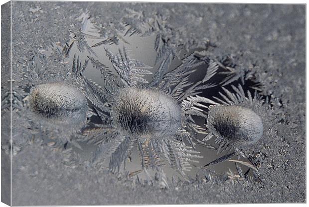 Frost with three droplets  Canvas Print by Donna-Marie Parsons