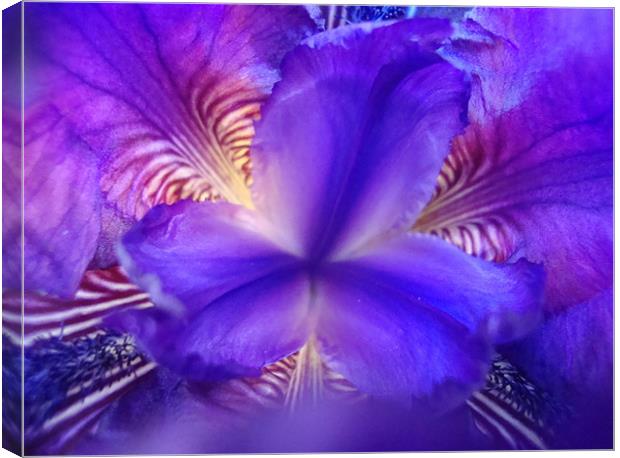 Abstract Iris Canvas Print by Donna-Marie Parsons