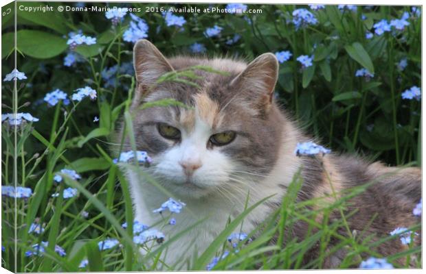 Pretty Kitty in the Flowers Canvas Print by Donna-Marie Parsons