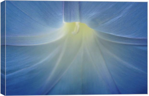 Delicate morning glory Canvas Print by Donna-Marie Parsons