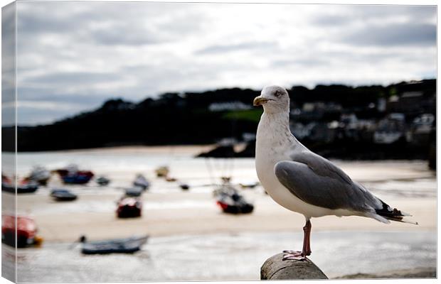 A Cornish Seagull Canvas Print by Alastair Gentles