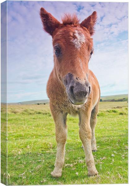 Dartmoor Pony Canvas Print by kevin wise