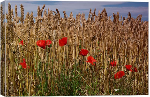 poppy corn Canvas Print by kevin wise