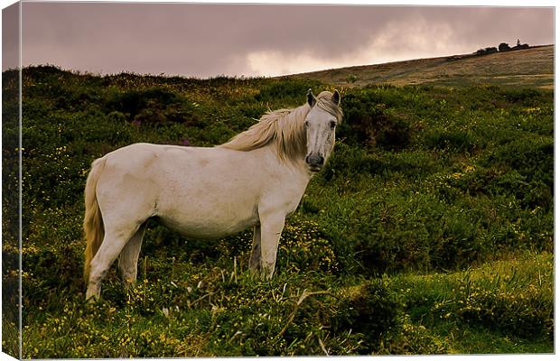White Dartmoor Pony Canvas Print by kevin wise