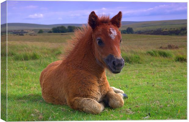 Dartmoor Pony Canvas Print by kevin wise