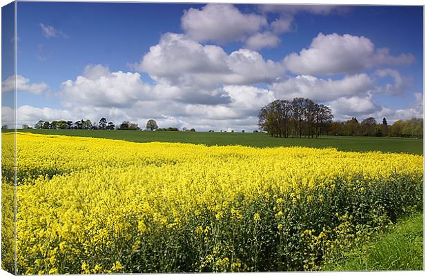 Rape seed field Canvas Print by kevin wise