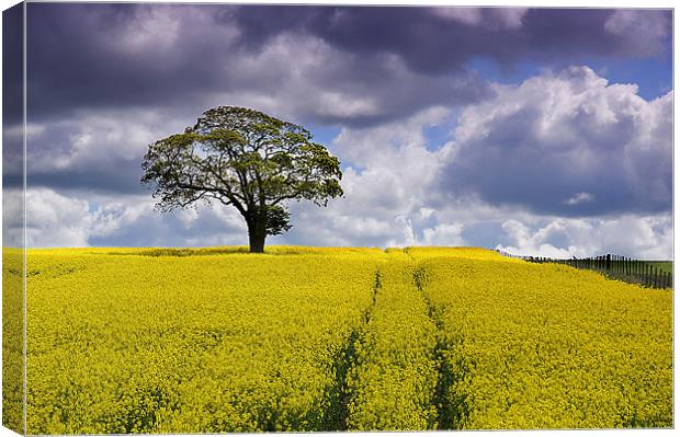 Tree in a field 1 Canvas Print by kevin wise