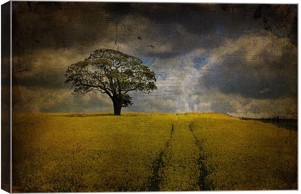 Tree in a field 2 Canvas Print by kevin wise