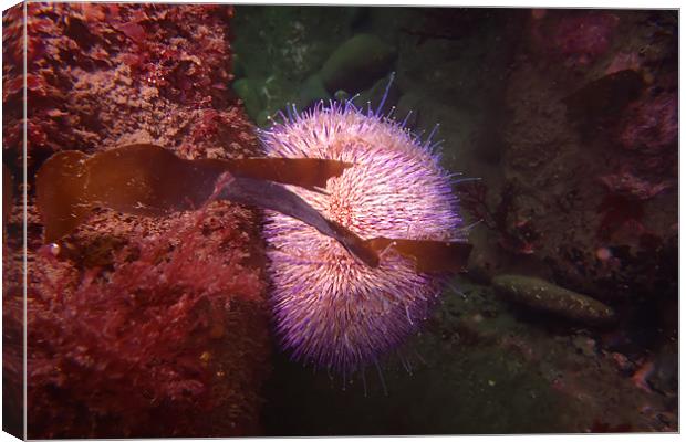 Sea urchin Canvas Print by kevin wise