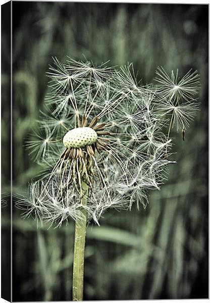 Gone to seed Canvas Print by kevin wise