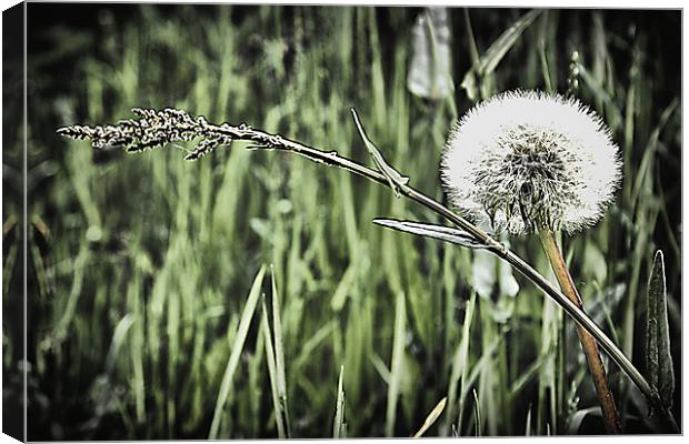 Dandelion and grass Canvas Print by kevin wise