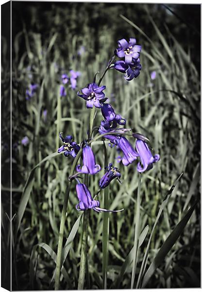 Bluebell Canvas Print by kevin wise