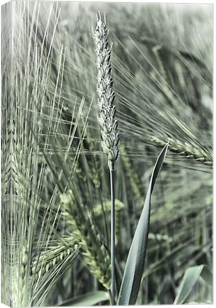 Ear of corn Canvas Print by kevin wise