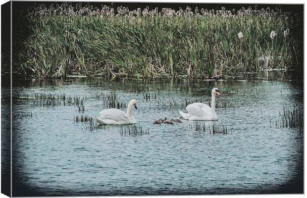 Swans and Cygnets Canvas Print by kevin wise