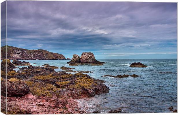 Seagull Rock 1 Canvas Print by kevin wise