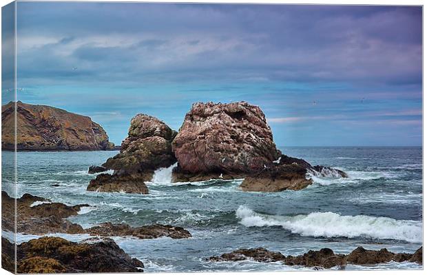 Seagull Rock 2 Canvas Print by kevin wise