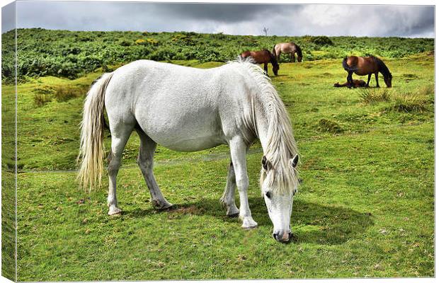  Dartmoor Ponies Canvas Print by kevin wise