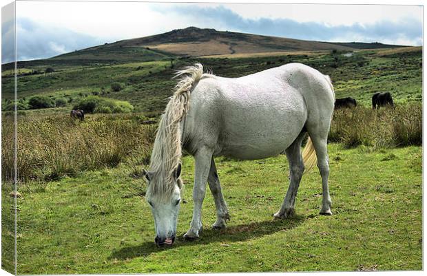 Dartmoor Ponies Canvas Print by kevin wise
