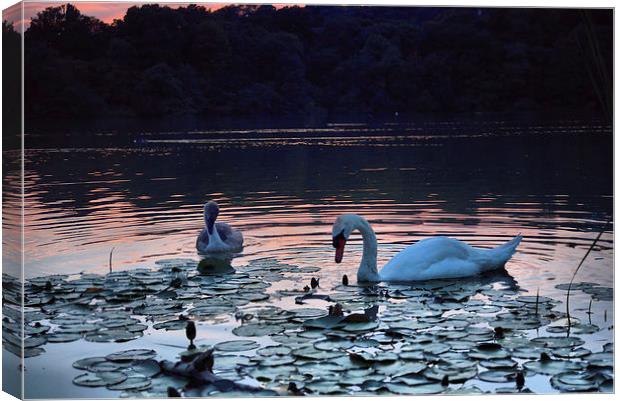 Swan and Cygnet Canvas Print by kevin wise
