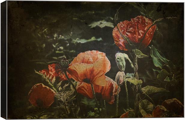 poppies Canvas Print by kevin wise