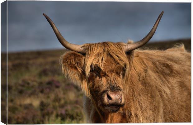    Highland Cattle 1                               Canvas Print by kevin wise