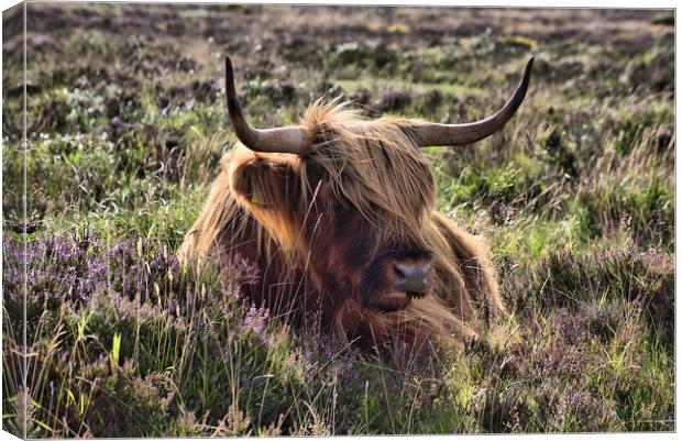    Highland cattle 2                               Canvas Print by kevin wise