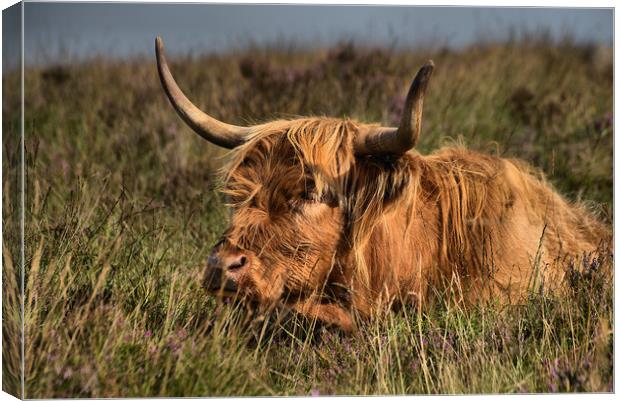      Highland cattle 3                             Canvas Print by kevin wise