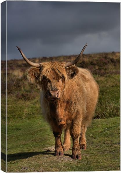      Highland cattle 5                             Canvas Print by kevin wise