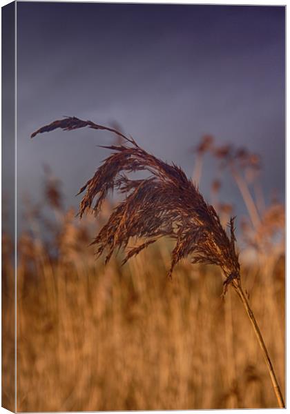       reed                               Canvas Print by kevin wise
