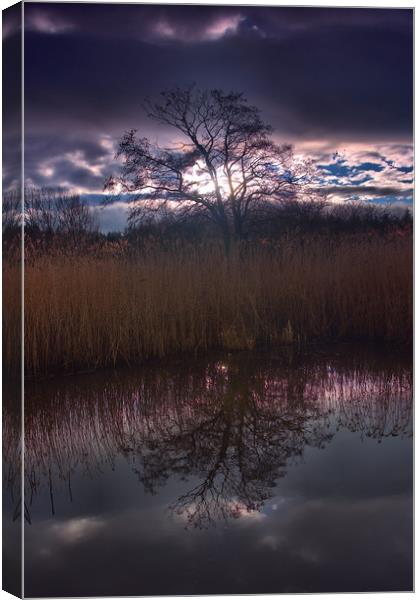 Tree Reflection                                    Canvas Print by kevin wise