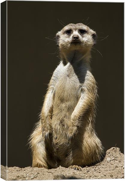 Posing Meerkat Canvas Print by Adam Duffield