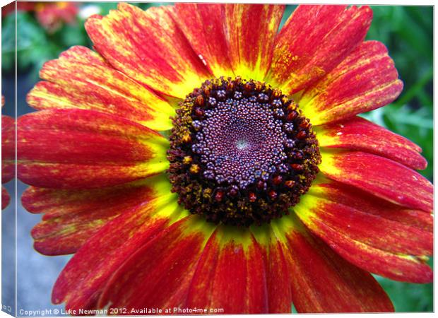 Red & Yellow Daisy Canvas Print by Luke Newman